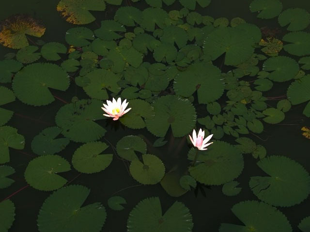 flowers on a pond background
