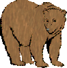 brown bear gif-T