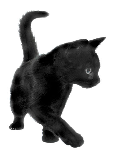 young black cat