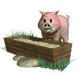 pig trough animation