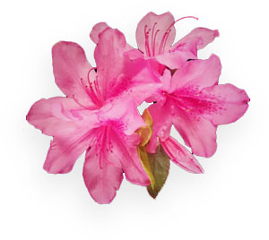 pink flowers JPEG