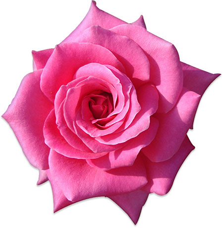 pink rose