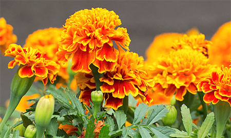 marigolds