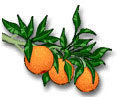 oranges jpg image