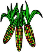harvest corn