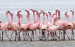 flamingos