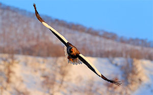 eagle flying image