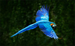 parrot in flight image