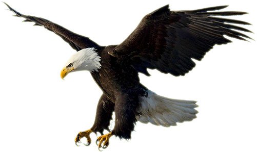 bald eagle