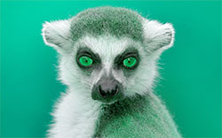 lemur