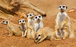 meerkats