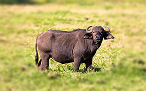 water buffalo