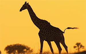 giraffe standing