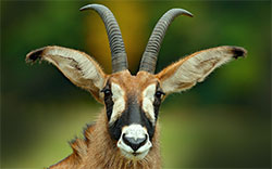 antelope african