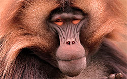 baboon