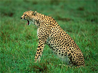 cheetah background
