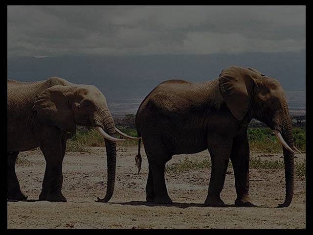 two elephants