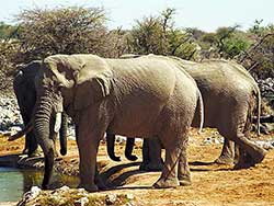 elephants at a watering hole