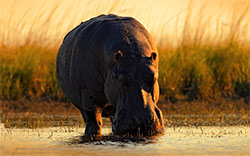 hippo african