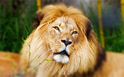 male lion