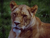 lioness