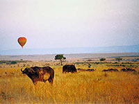 water buffalo