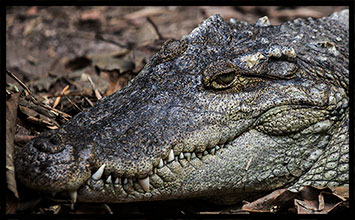 alligator photograph