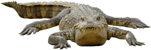 crocodile