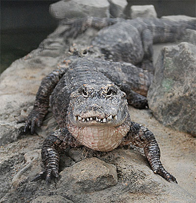 chinese alligator