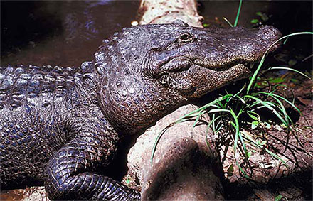 alligator resting