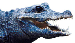alligator photo clipart