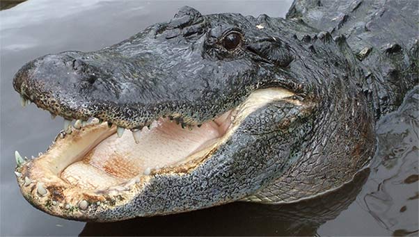 American alligator