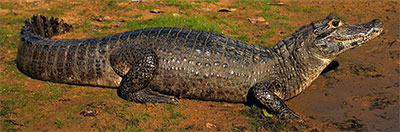 crocodile sunning