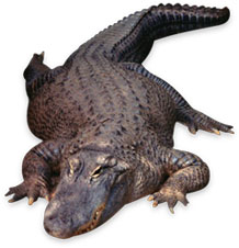 big gator