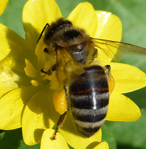 animated bees on flowers