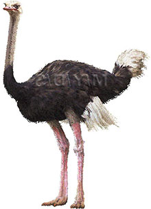 ostrich standing