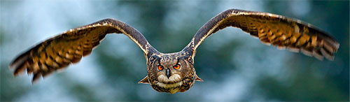 owl