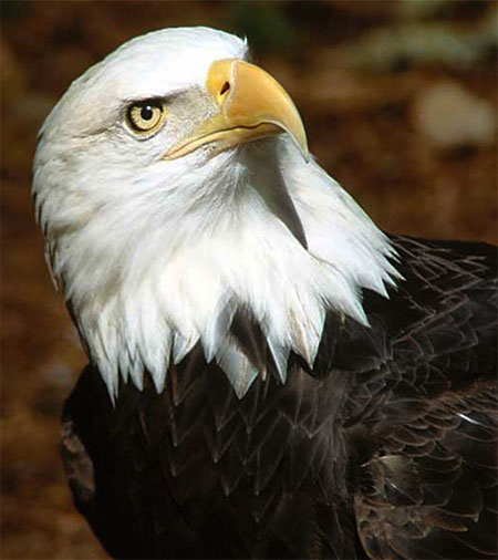 bald eagle