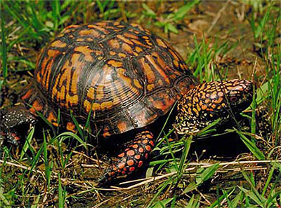 box turtle