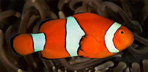 clownfish