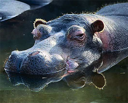 hippo