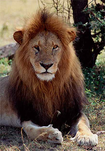 male lion