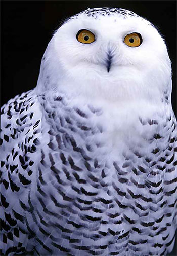 owl