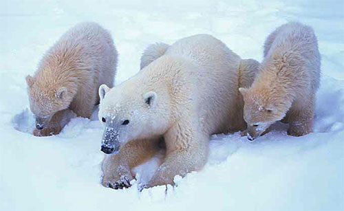 polar bears