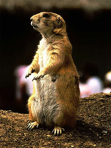 prairie dog