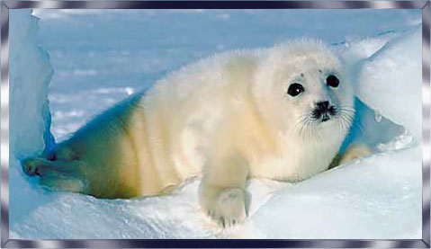 cute baby seal