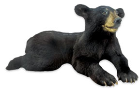 black bear