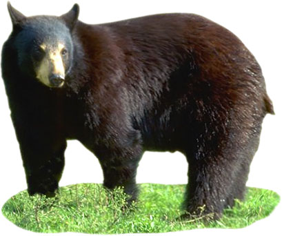 black bear standing