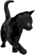 black cat