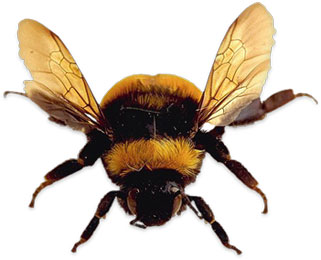 bumble bee clipart